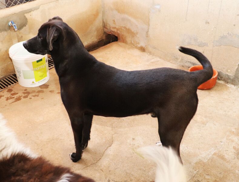 Romeu 