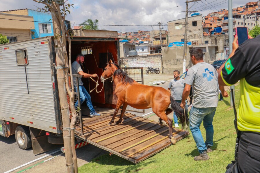 prefeitura-de-carapicuiba-realiza-acao-para-recolher-animais-de-vias-publicas