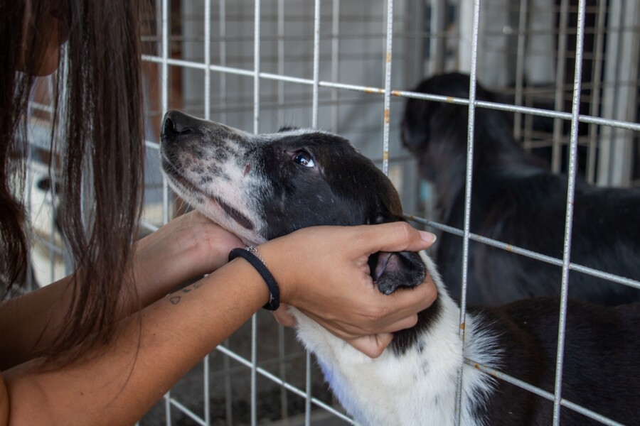 feira-de-adocao-de-caes-e-gatos-sera-no-sabado-8-na-ubs-da-vila-menck