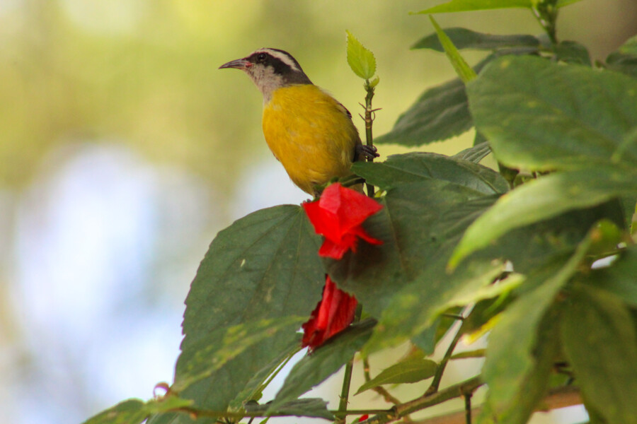prefeitura-de-carapicuiba-realiza-nova-edicao-do-vempassarinhar-no-parque-dos-paturis