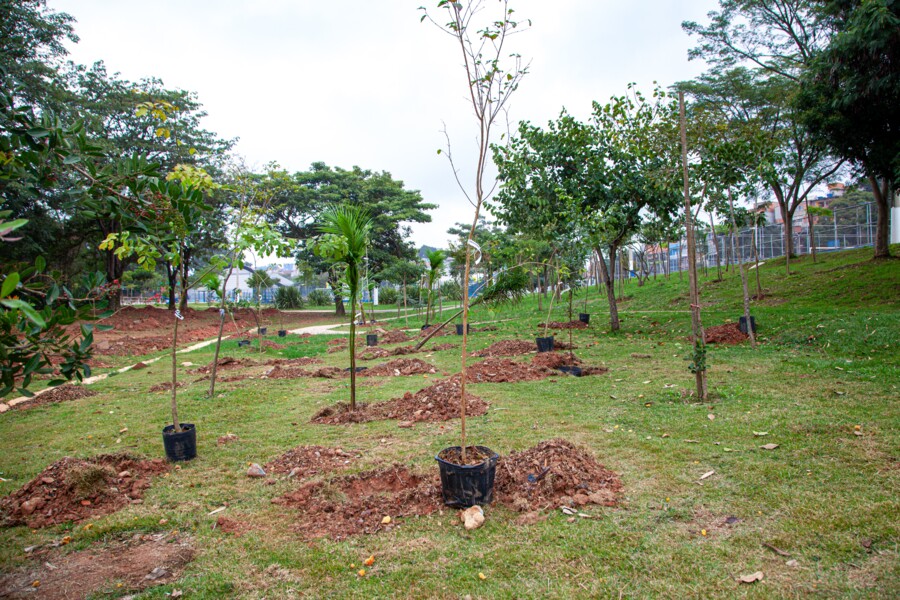 parque-do-planalto-recebe-280-novas-arvores